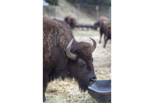 American Bison at the Hart