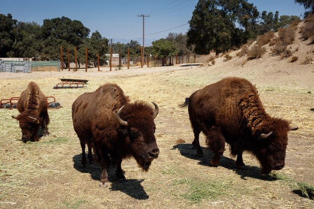 Photo of bison at the Hart Museum and Ranch