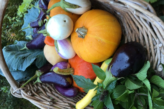 Recently harvested fall vegetables in a basket
