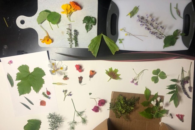 Variety of plants arranged on surface