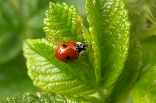 Adalia bipunctata (ladybug) adult