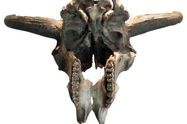 View of the underside of antique bison skull