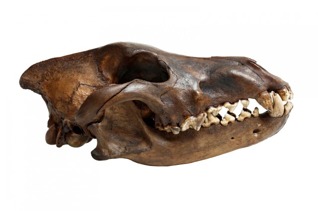 profile of dire wolf skull