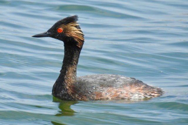 Eared grebe image by iNaturalist user jmaley 
