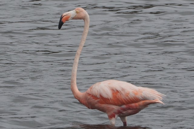 American flamingo image by iNaturalist user andrawaag