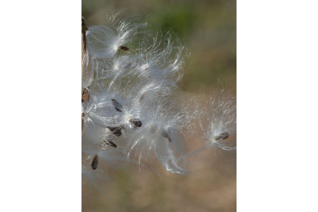 Small brown milkweed seeds surrounded by white fluff, called coma.