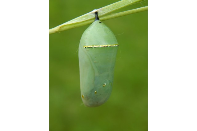 A green monarch chrysalis hangs from a plant.