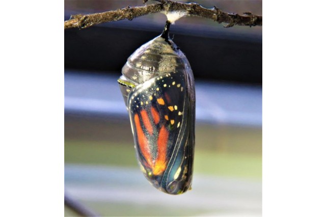An orange and black monarch butterfly encased in a clear chrysalis.