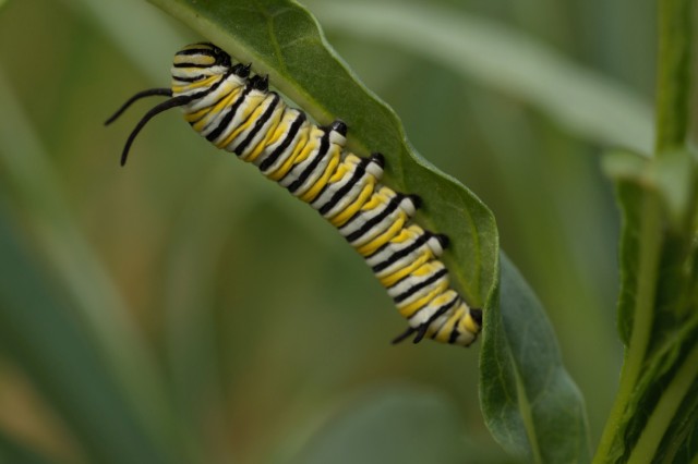 A yellow and black striped monarch larva on the underside of a narrowleaf milkweed leaf.