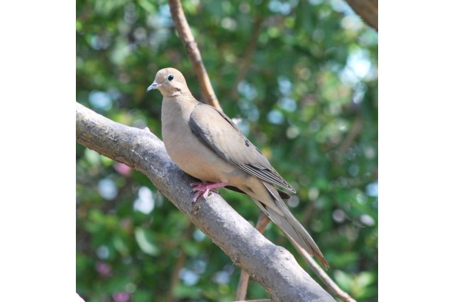 Mourning dove image by iNaturalist user andy71