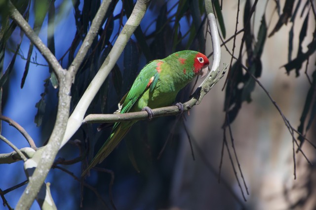 red-masked_parakeet_image_by_radrat