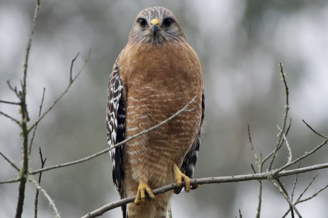 Red-shouldered hawk image by iNaturalist user radrat
