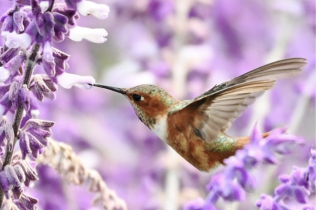 Allen's hummingbird
