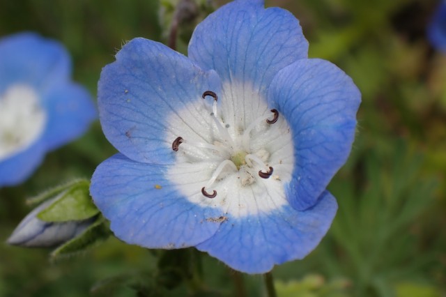 Wildflower Nemophila menziessi
