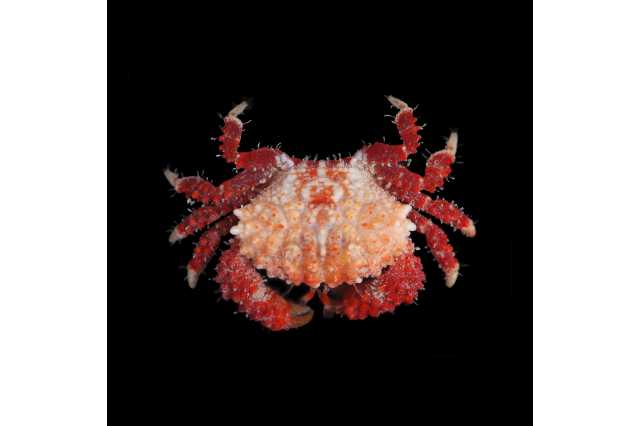 An Epiactaea crab by Jody Martin