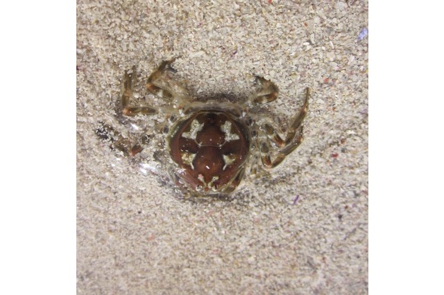 A crown crab partially hidden beneath sand from iNaturalist uploaded by flamelily