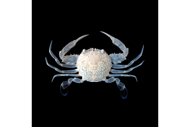 A ghostly Portunus crab on a black background