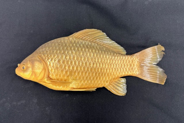 photo of goldfish