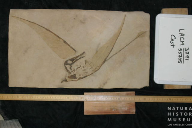 cast fossil slab of pterosaur 