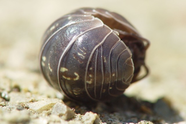 Dark grey pill-bug curled up on its side, with its overlapping exoskeletal plates visible