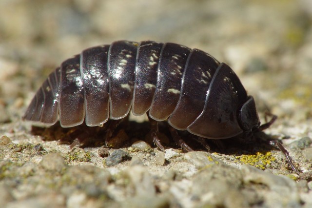 Dark grey pill bug with mottled yellow spots, crawling on gravel