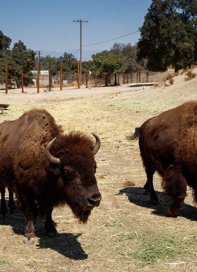 Photo of bison at the Hart Museum and Ranch