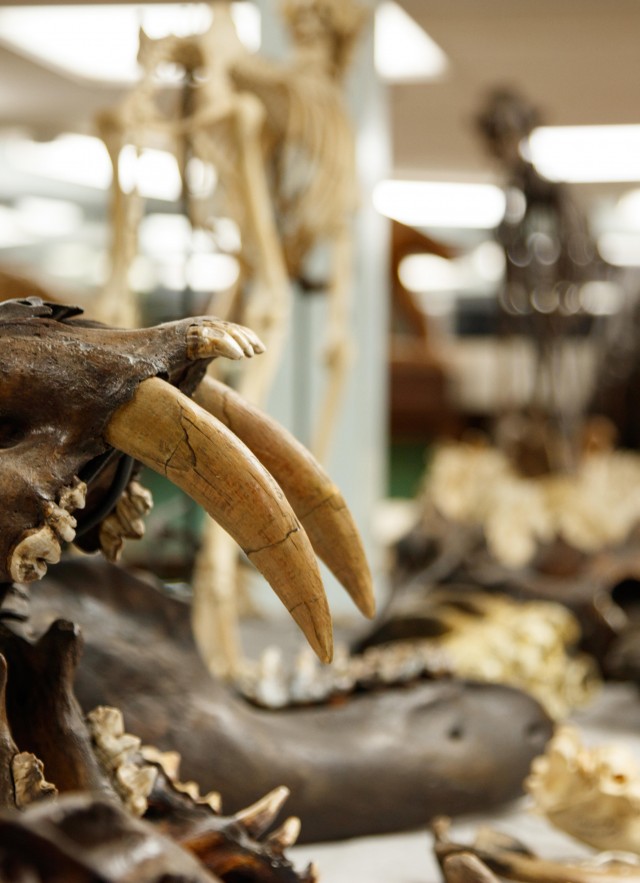 close up of sabertooth skull in fossil lab collections tar pits