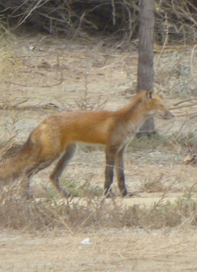 Nonnative red fox (Vulpes vulpes)