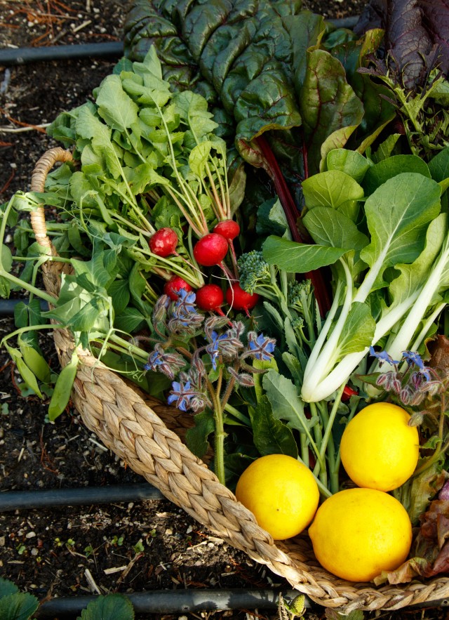 basket of produce from edible garden 