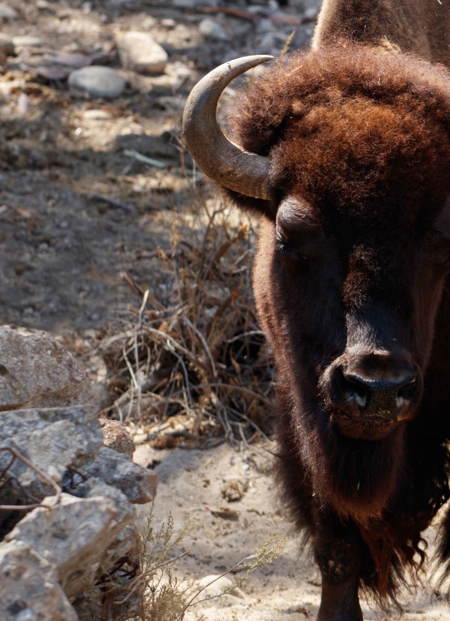 join and give footer HART bison