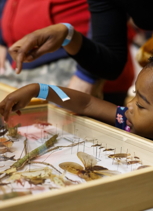child insect case specimen bug fair