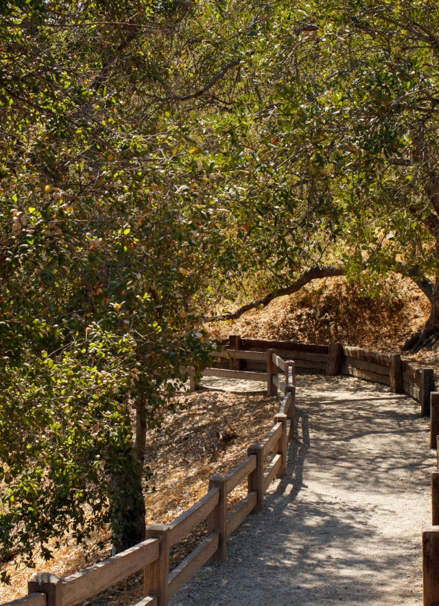 hart ranch trees pathway oak