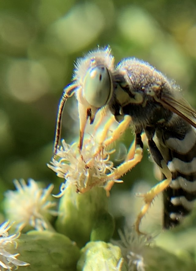 Green-eyed insect with black and white striped abdomen on a baccharis flower.