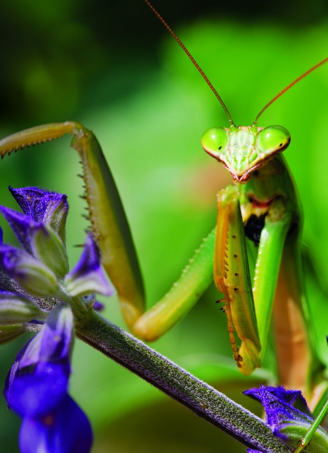 Photo of mantis on leaf branch