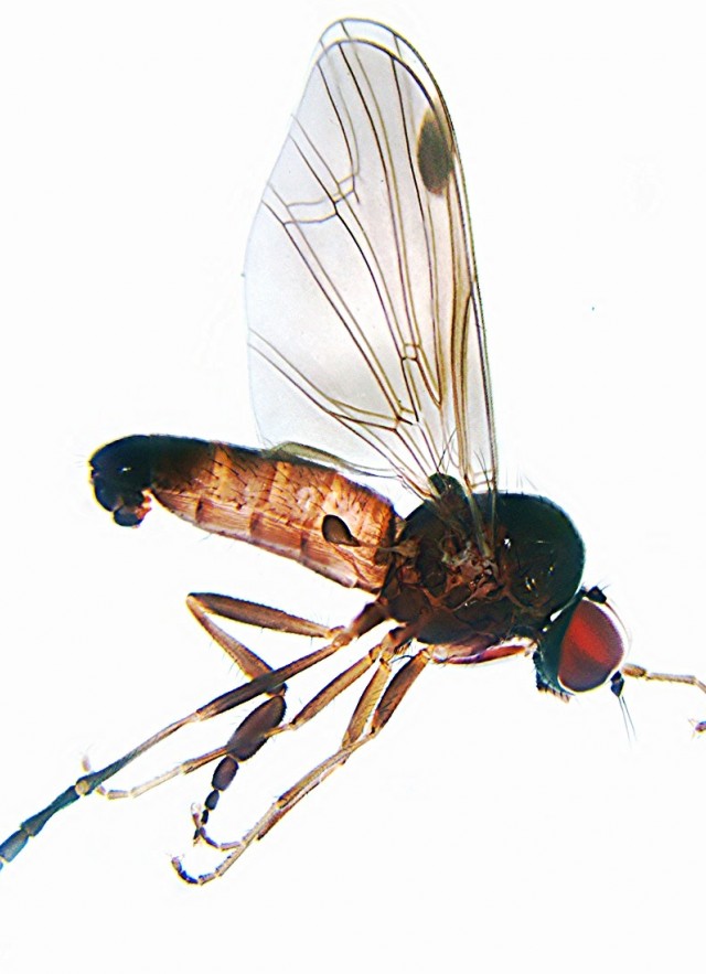 Platypezidae, macro, fly, wing, zoom