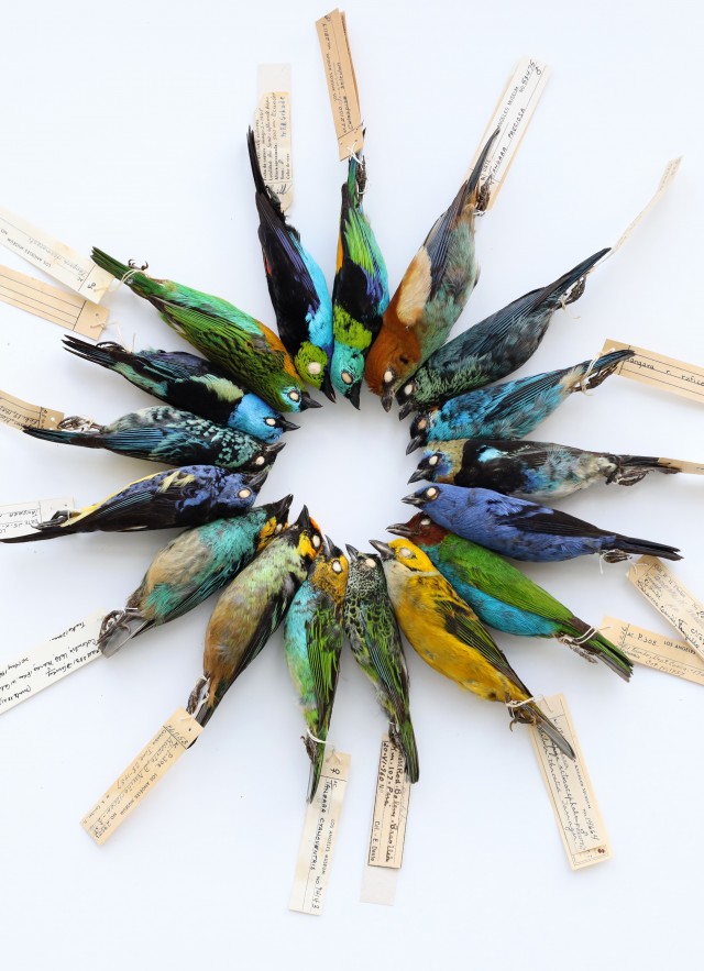 A color wheel of bird skins from the collection.