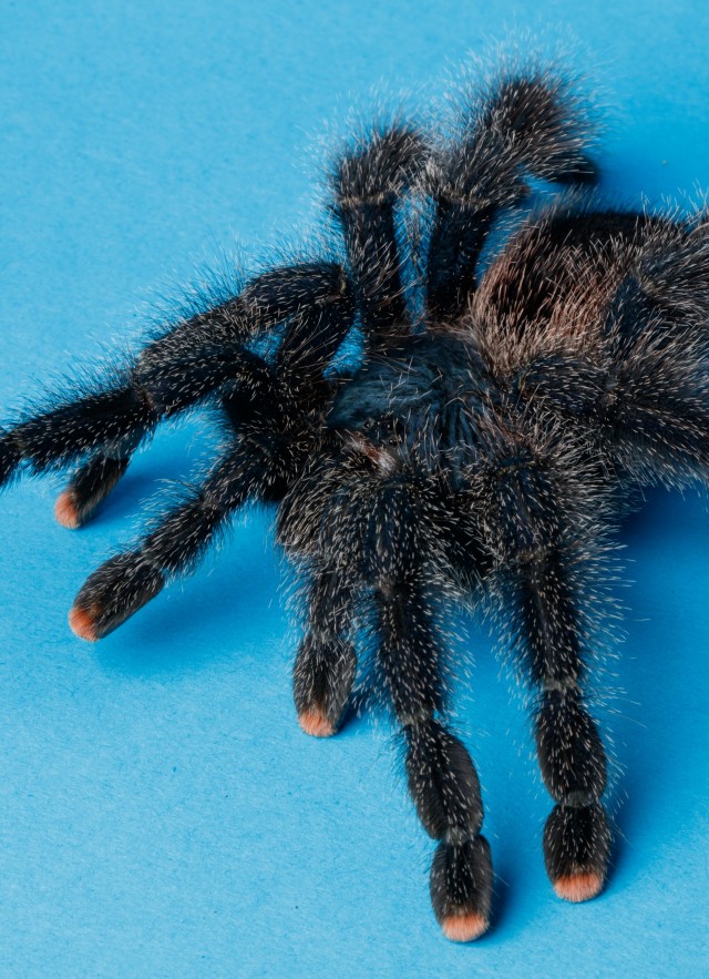 Pink toed tarantula