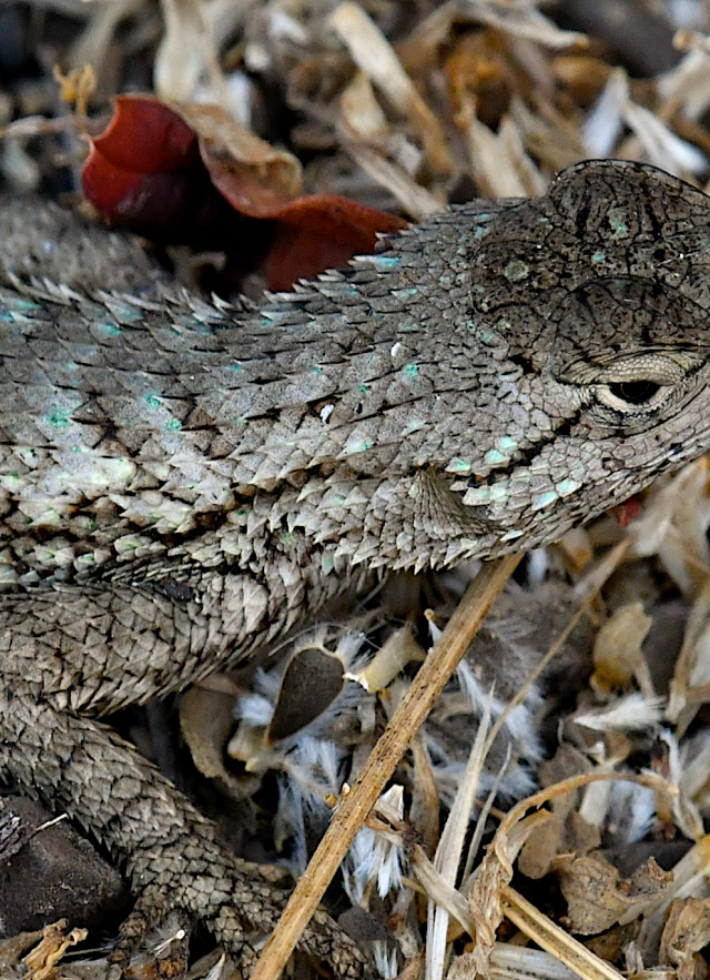 western fence lizard dorsal view