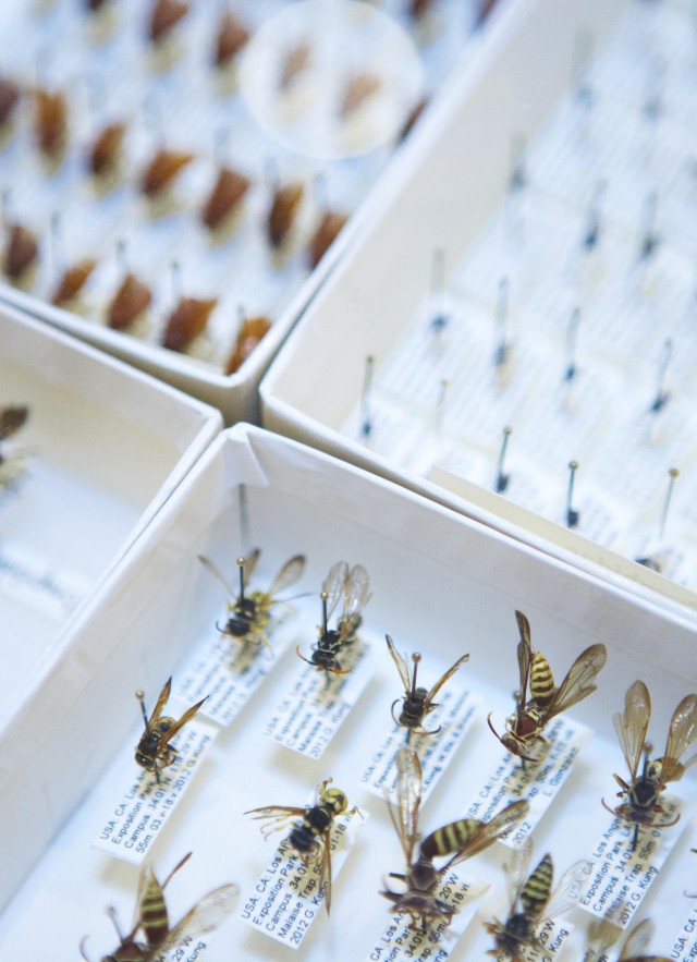 Insects specimens pinned in white boxes