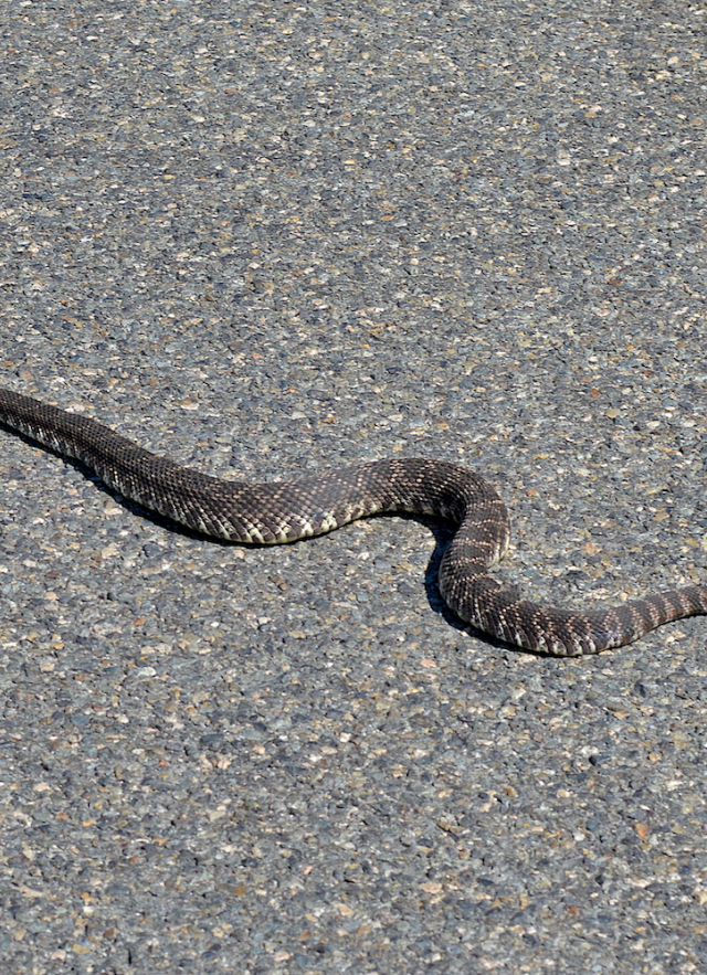 Rattle Snake Crossing the Road