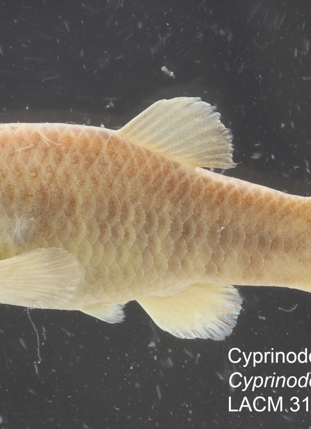 Cyprinodon nevadensis