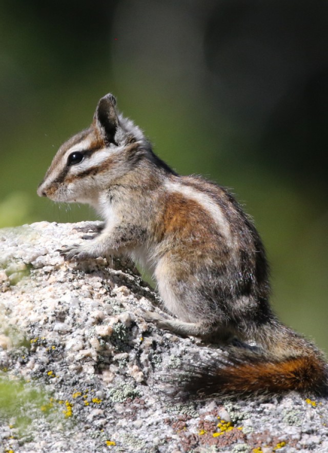 Lodgepole chipmunk