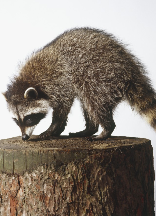 Raccoon on stump