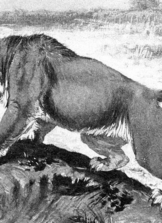 cropped_smilodon_illustration