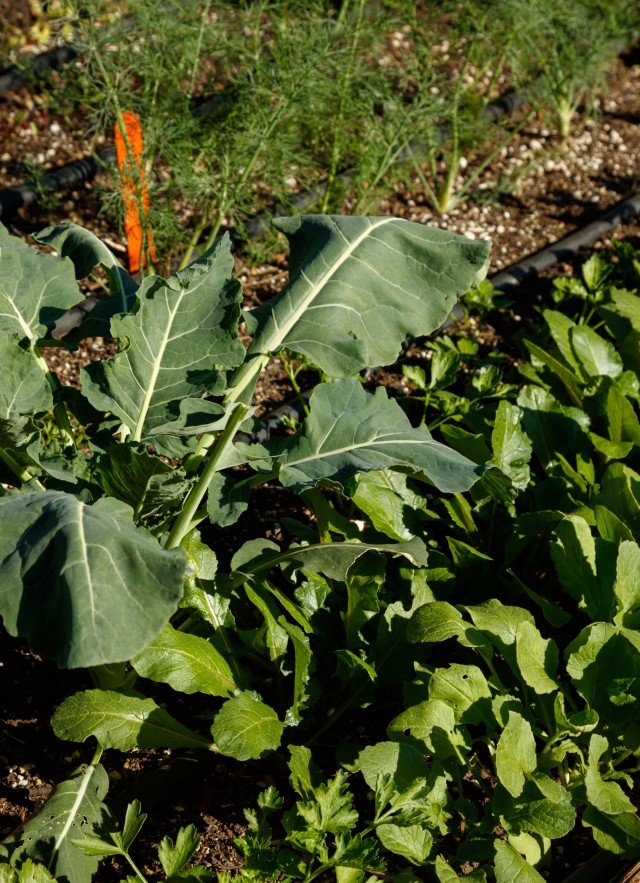 Cauliflower, radishes and carrots grow in a garden bed.