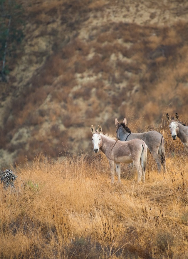 wild donkeys by iNaturalist user rawcomposition