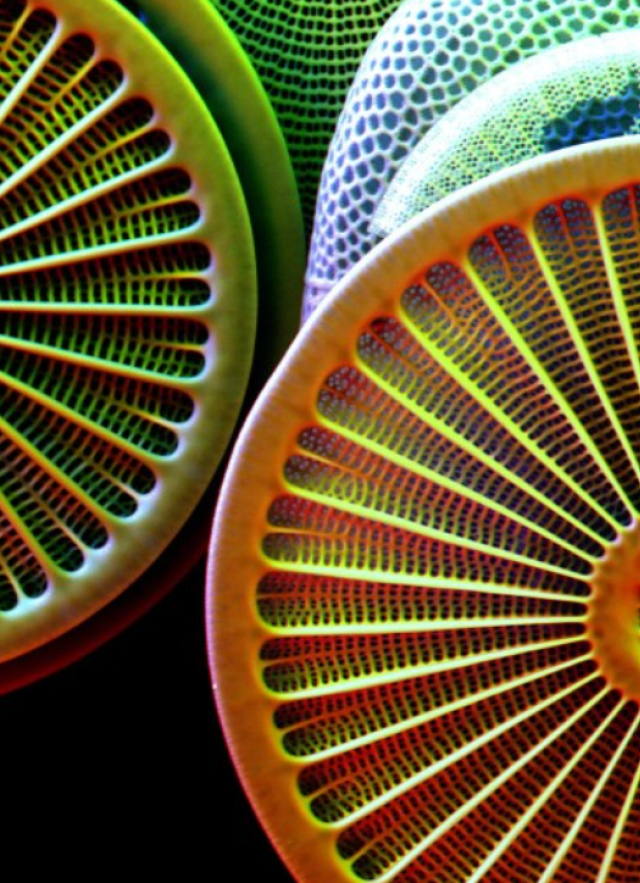 Colorful SEM images that resemble bicycle wheels