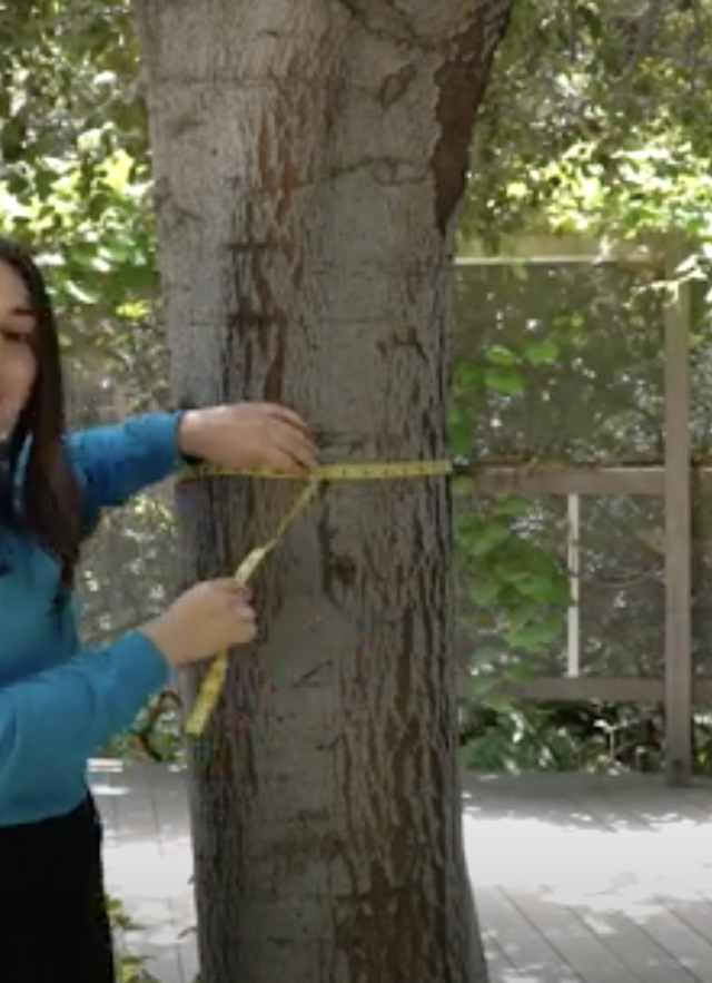 A Museum Educator holding a tape measure around a tree&#039;s circumference