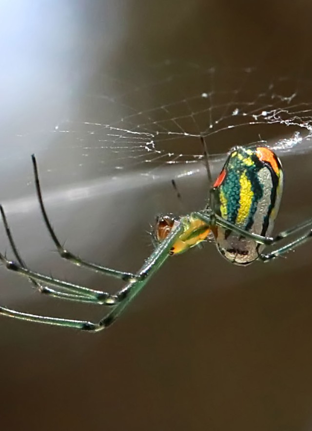 Orchard spider Spider Pavilion
