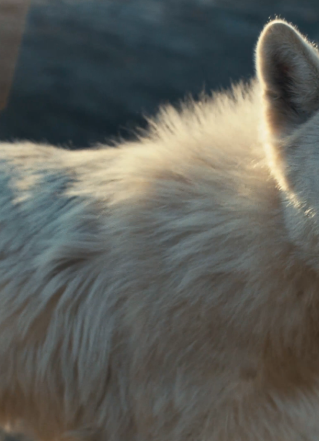White wold pup facing the camera with sun shining around it